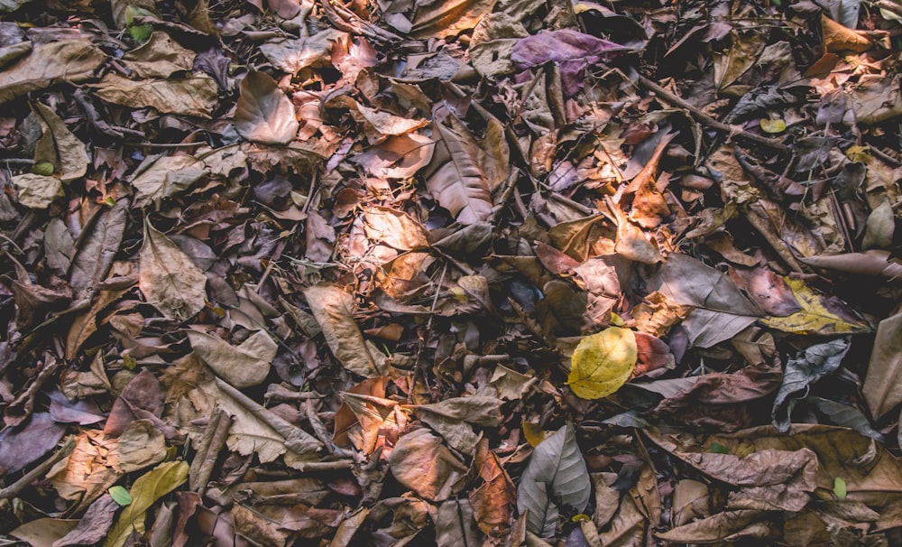 brown dried leaves display