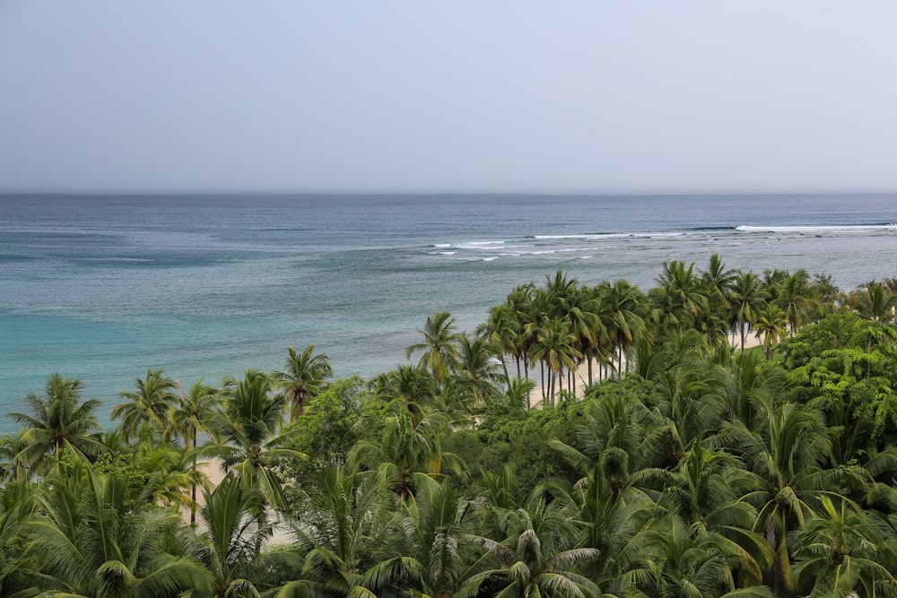 green palm trees near seashore