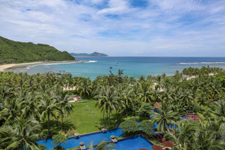 green palm trees near seashore
