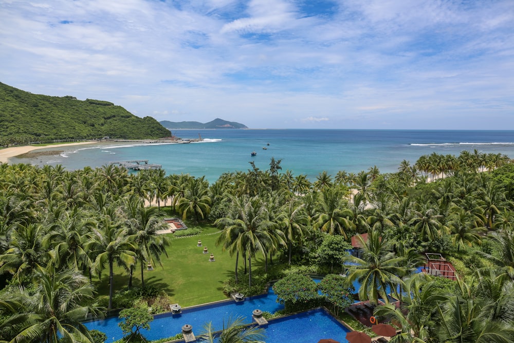 green palm trees near seashore