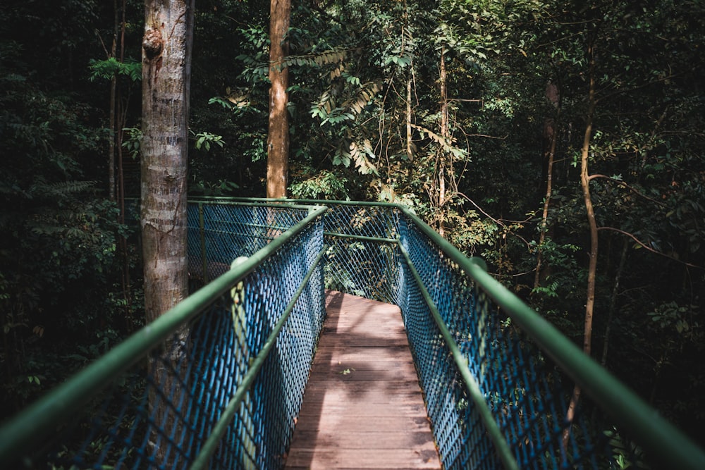 empty bridge between forest at daytime