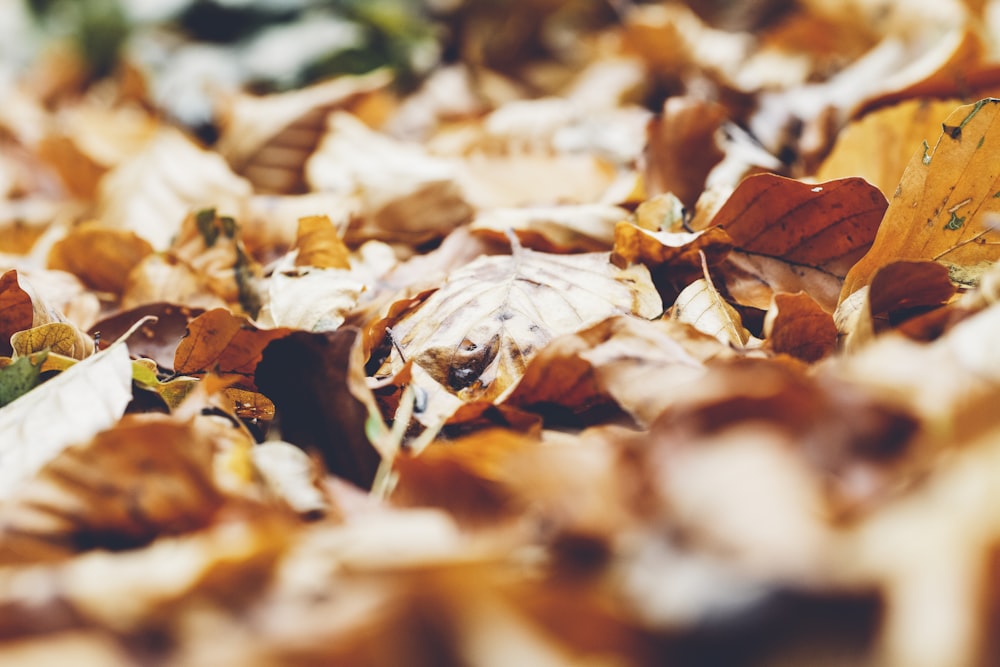 selective focus photography of brown dry leaves