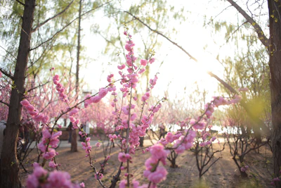 A serene morning scene with sunlight filtering through blossoming flowers.