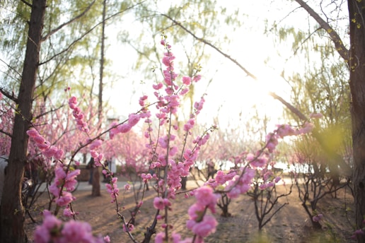 A serene sunrise over a quiet Japanese garden with soft light filtering through cherry blossoms.