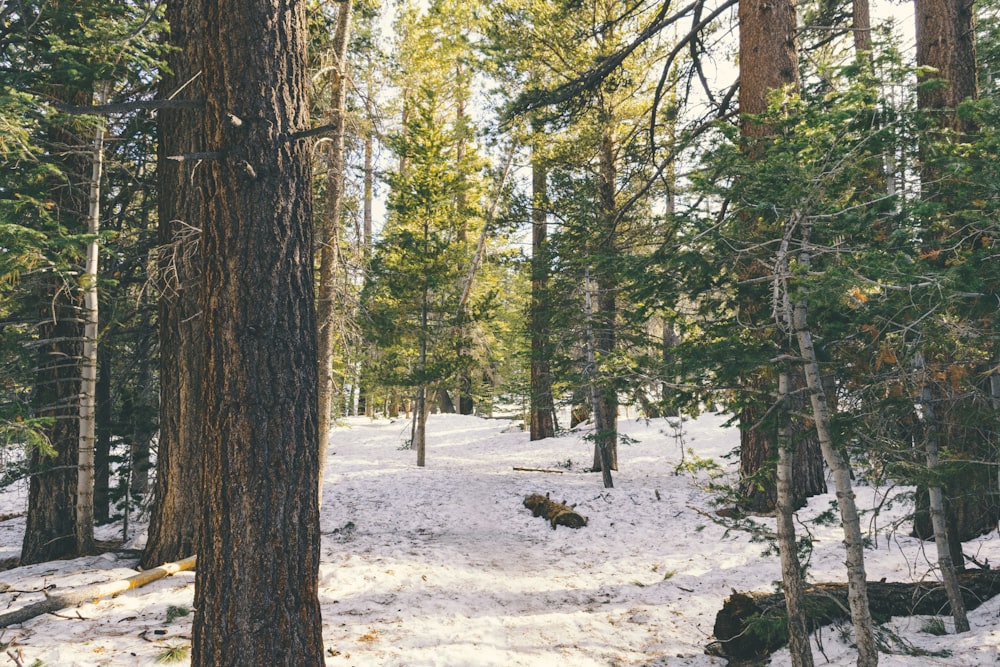 green trees covered with snow during daytime