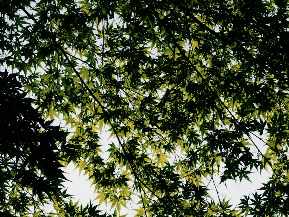 green tree under white sky