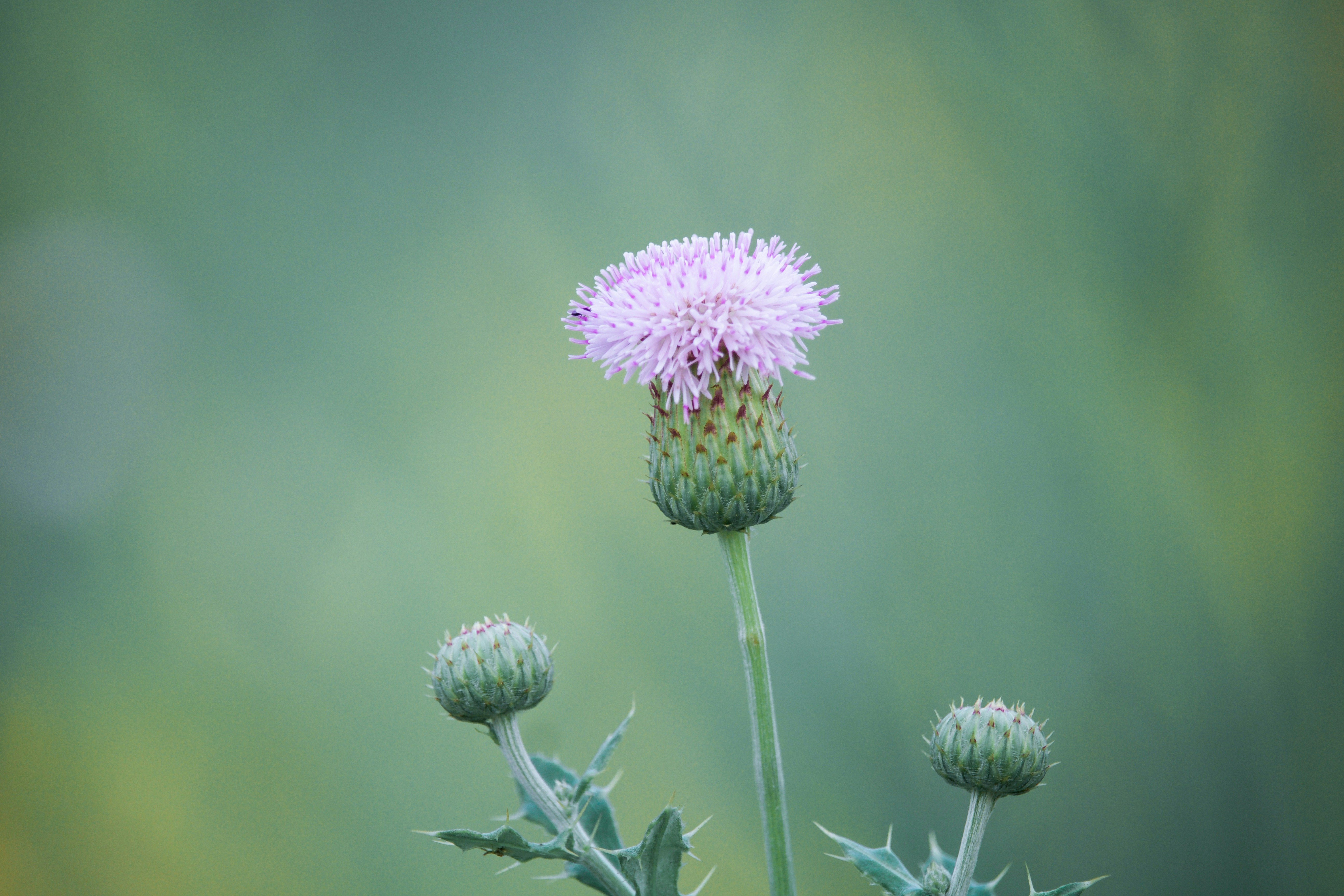 selective focus photo of Thistle flower