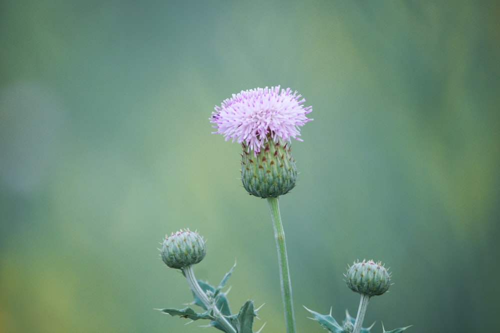 selective focus photo of Thistle flower