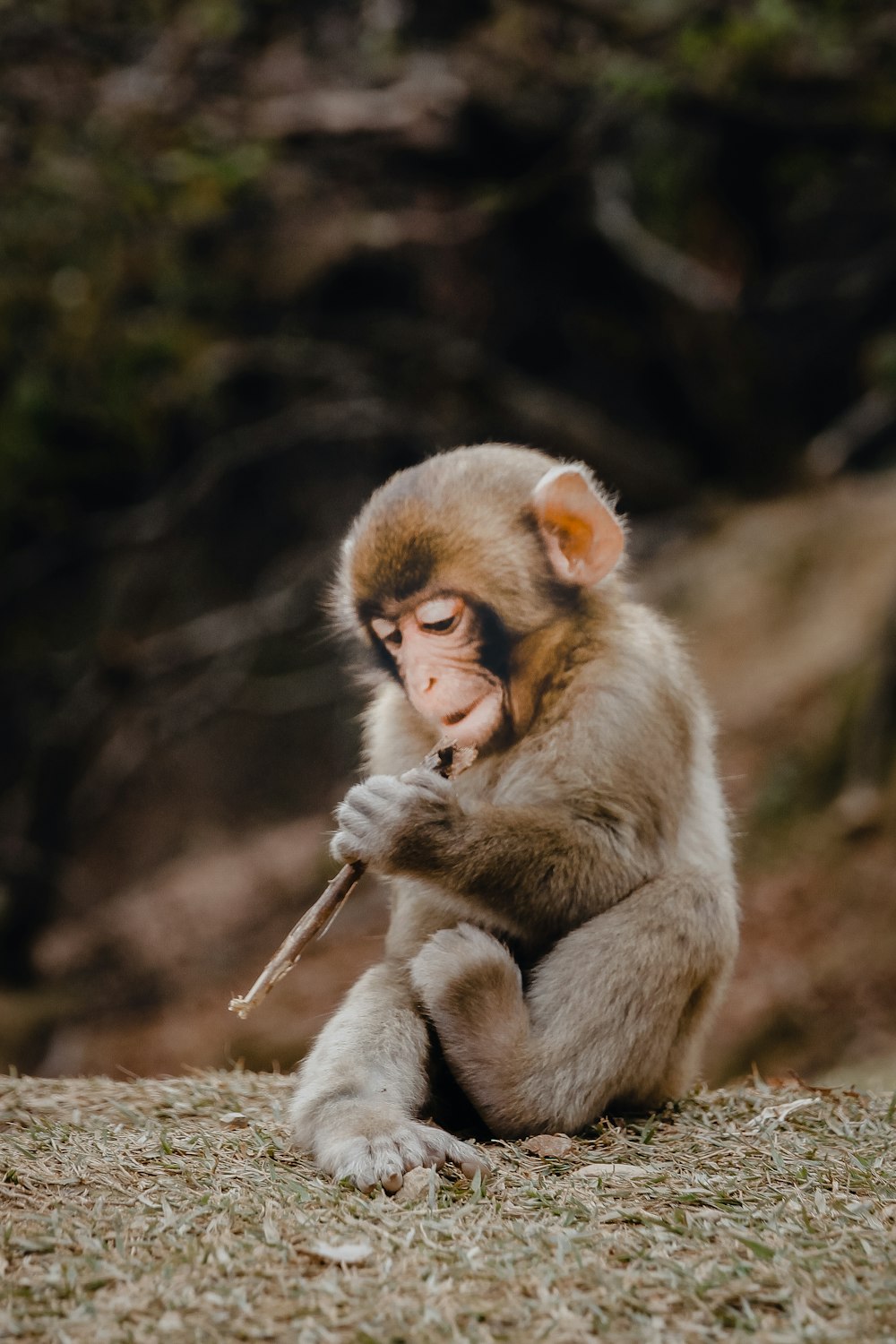Macaco cinzento tocando instrumento durante o dia
