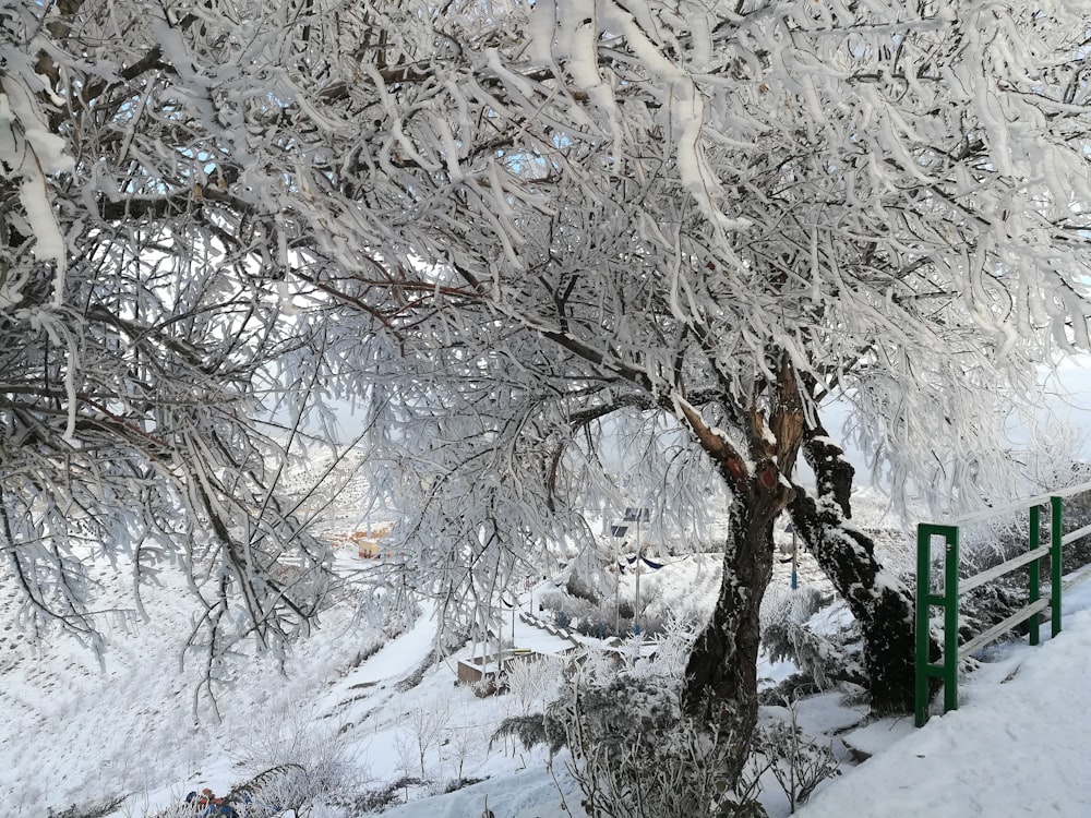 snow covered trees at daytime