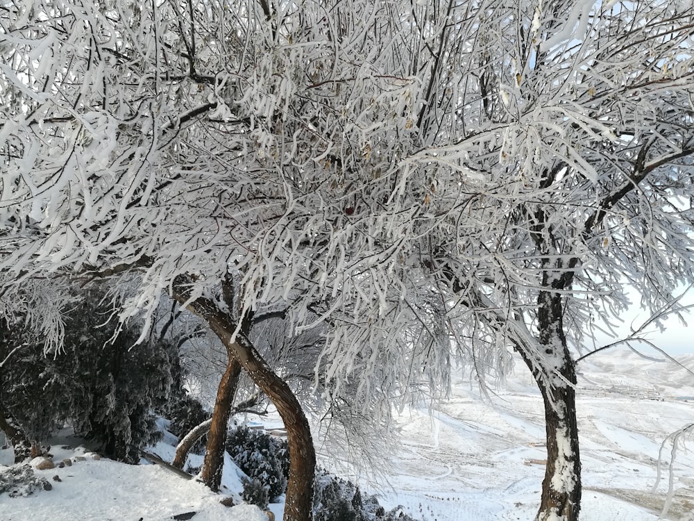 snow-covered trees during daytime