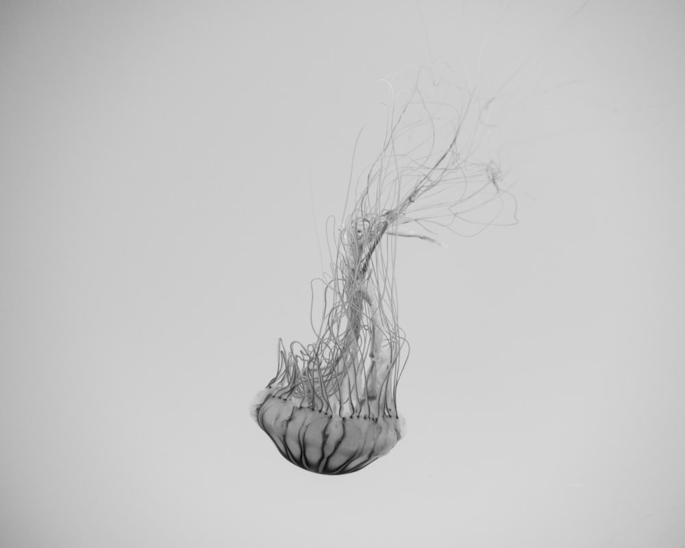 grayscale photography of jelly fish