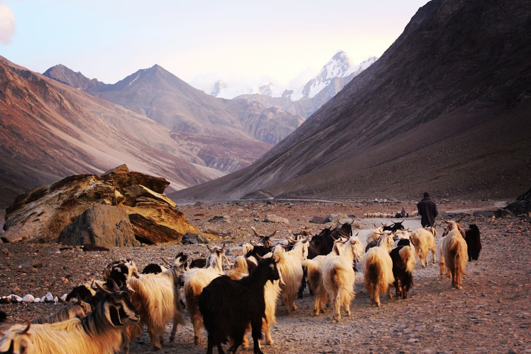 man behind with herd of sheep front on mountain at daytime, A flock of sheep in Indian Himalayas 🇮🇳.