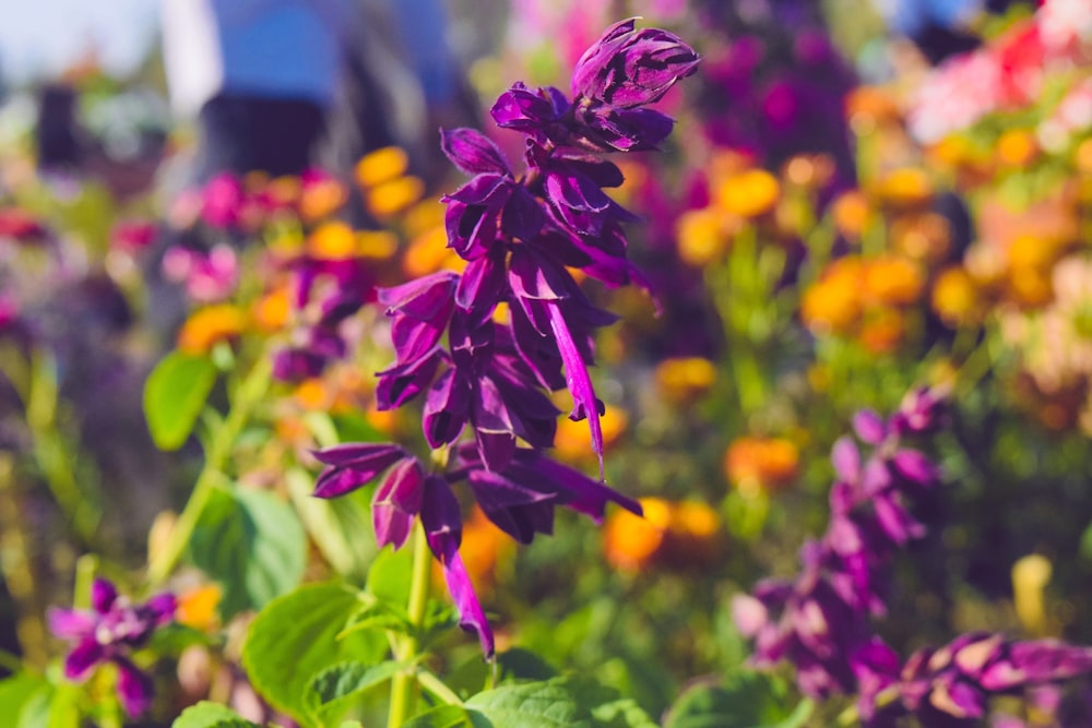 selective focus photography of purple-petaled flower