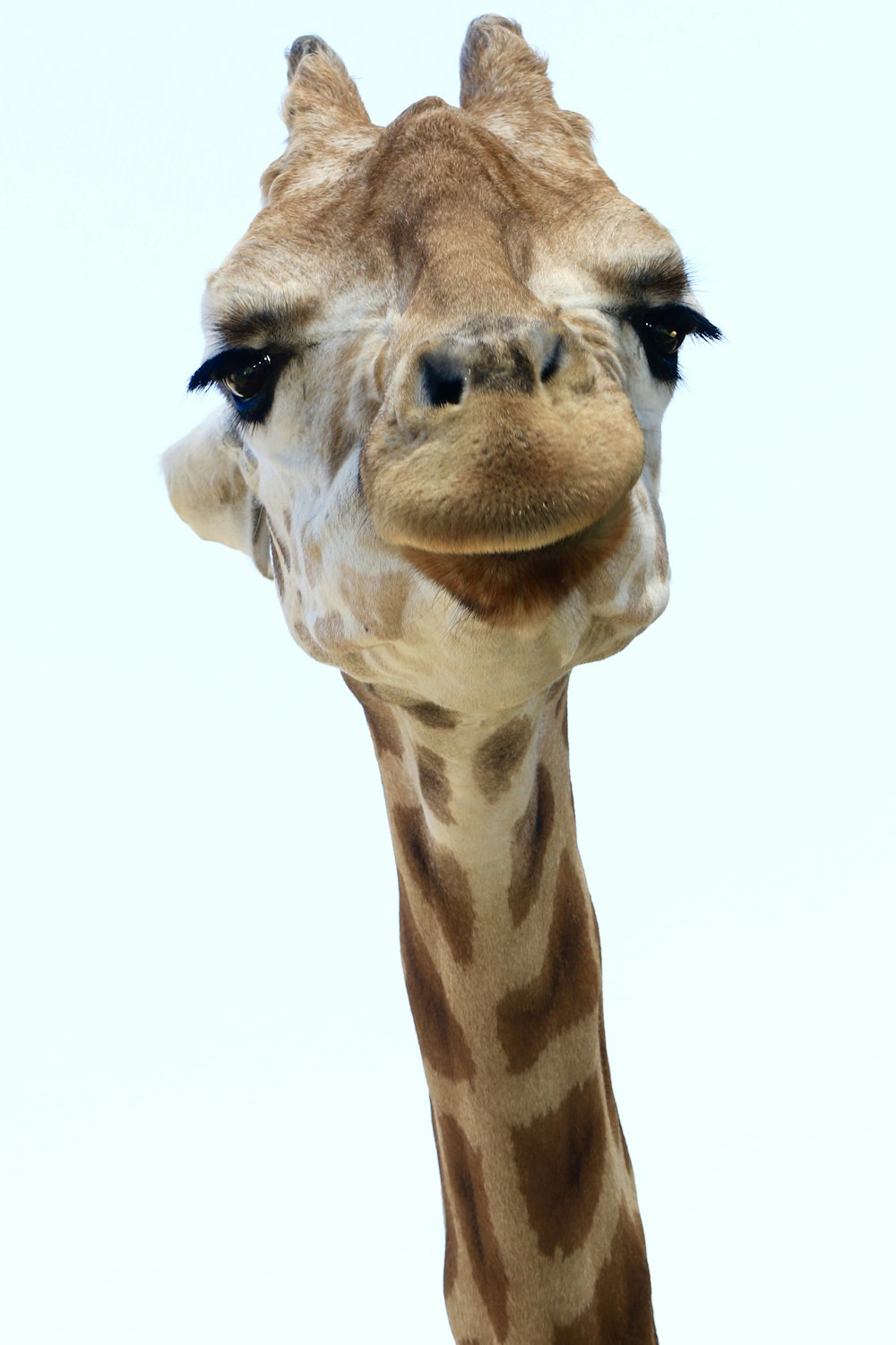 giraffe face