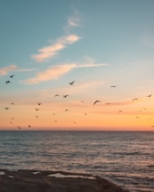 flock of birds flying over the sea