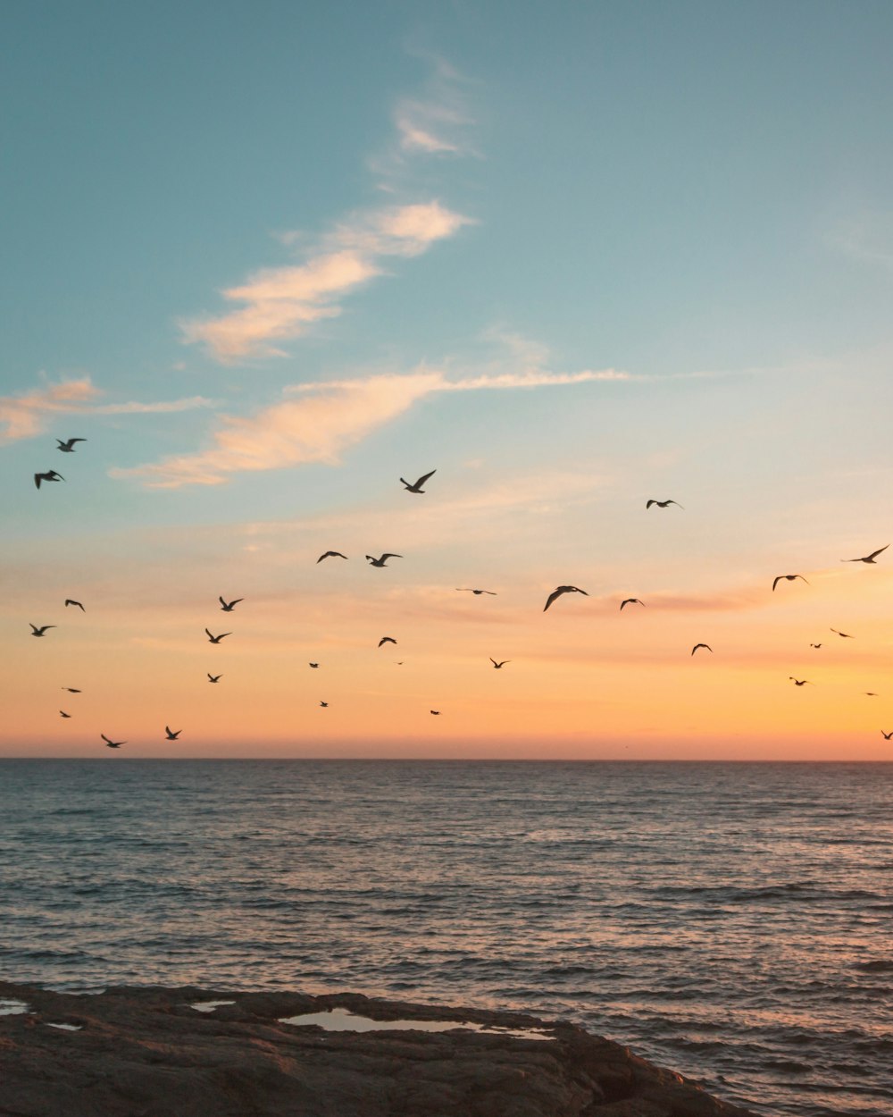flock of birds flying over the sea