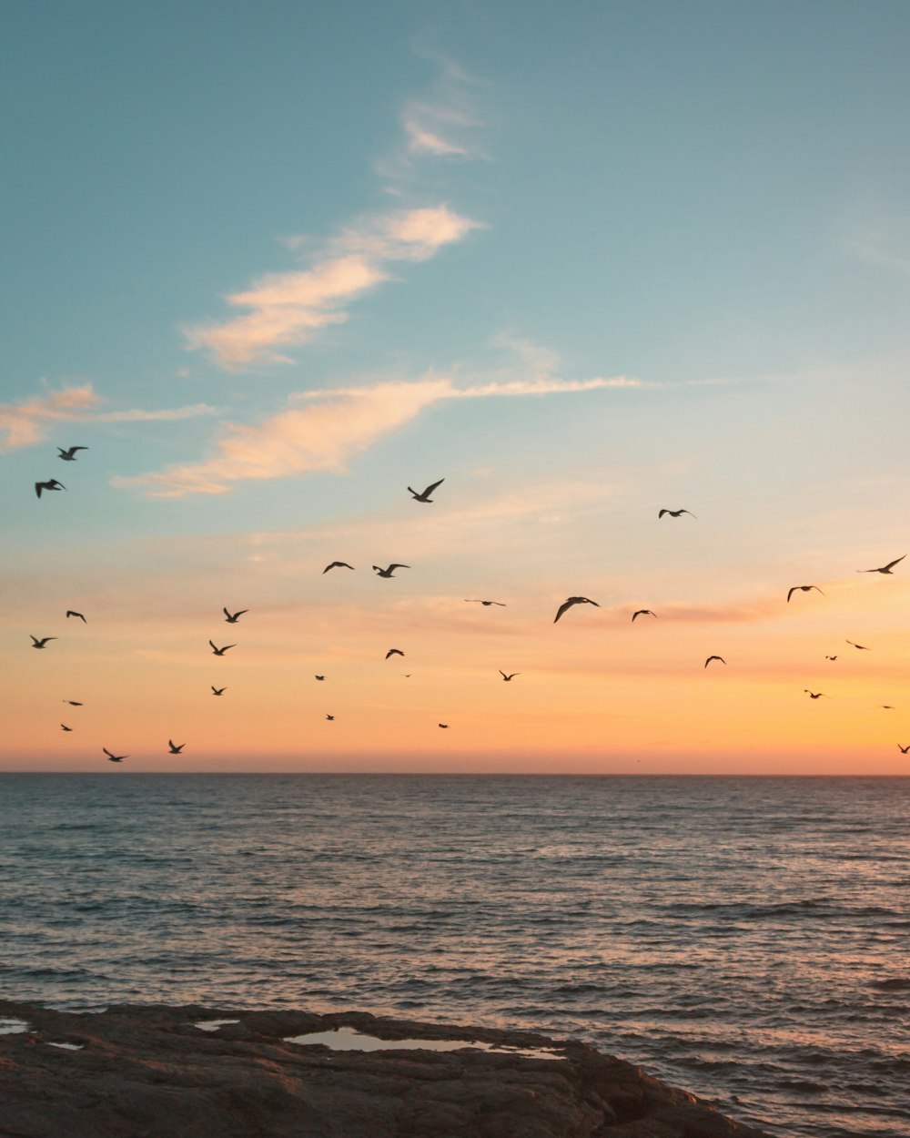 nuée d’oiseaux volant au-dessus de la mer