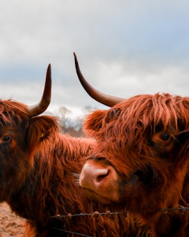 Two Highland cows with long, shaggy red-brown fur are standing close to a barbed wire fence. One cow's face is prominently visible, with its curious eyes looking directly toward the viewer. The sky in the background is overcast, displaying a mix of gray and blue hues.