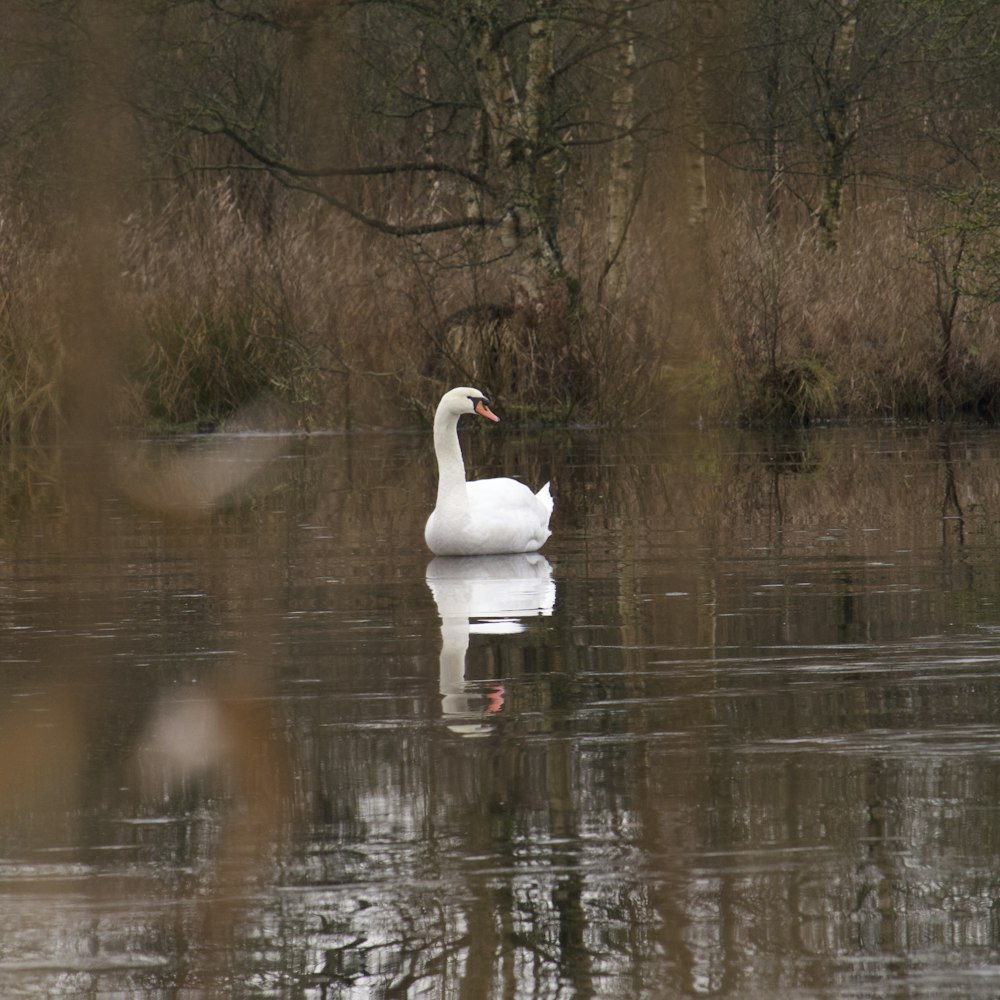 white duck on body of water