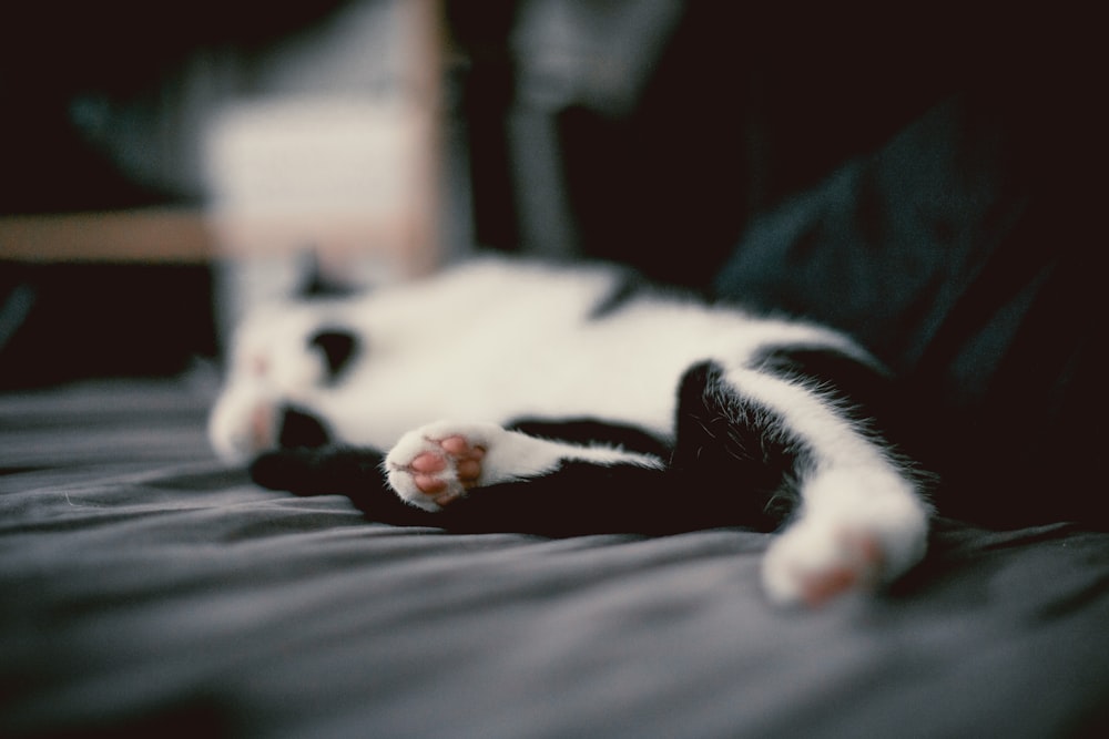 white and black cat sleeping on black couch