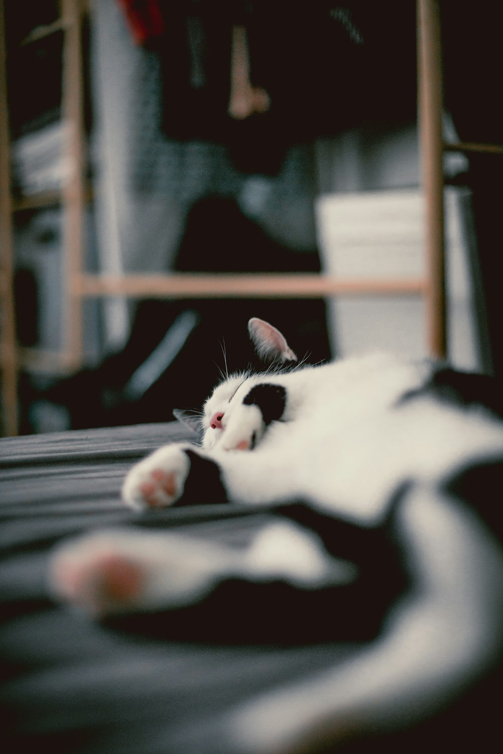 shallow focus photo of white and black cat lying on black surface