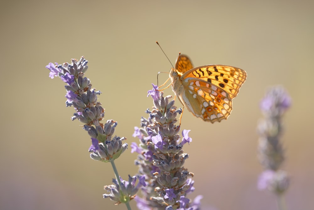 yellow butterfly perching on flower