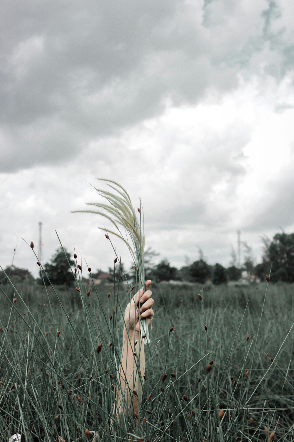 person holding green plants