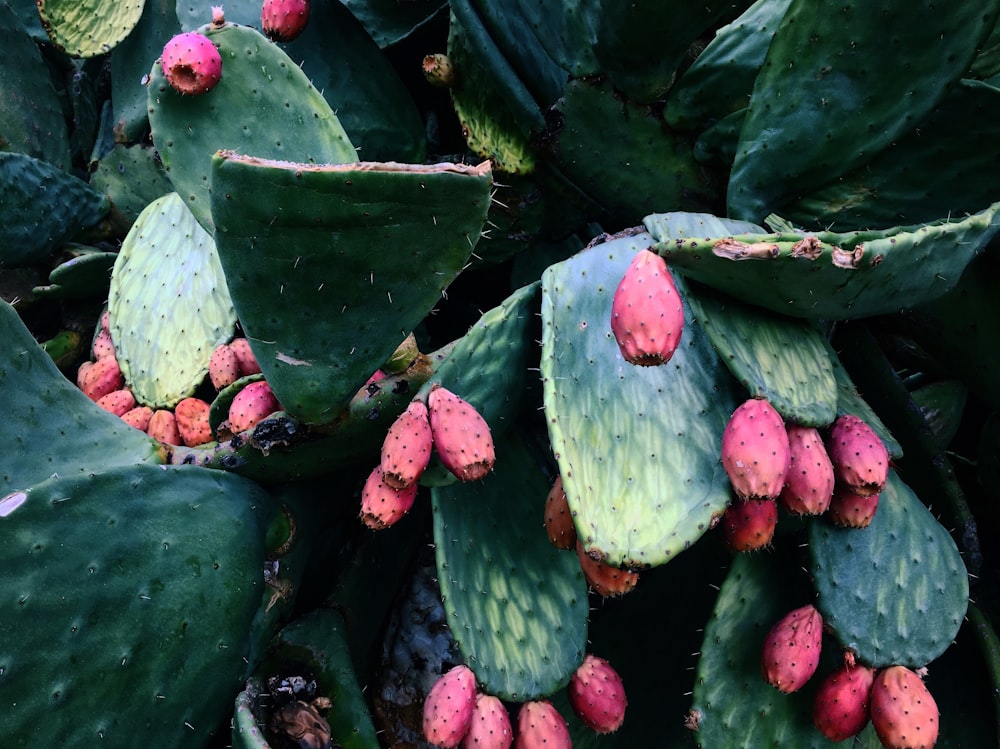 green cactus plants