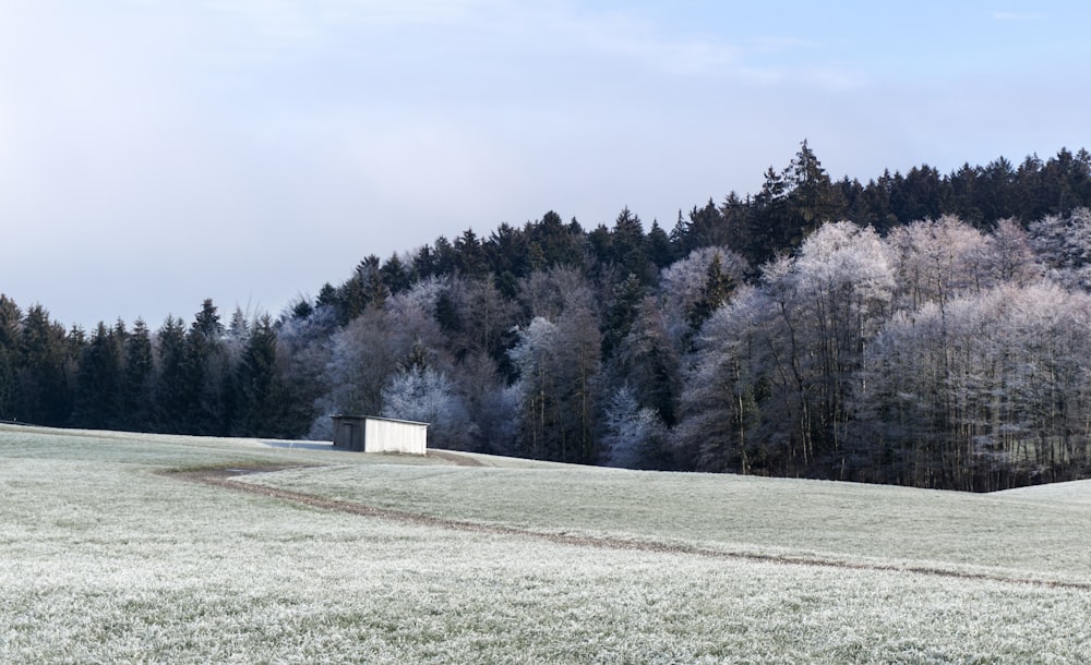 alberi grigi coperti di neve