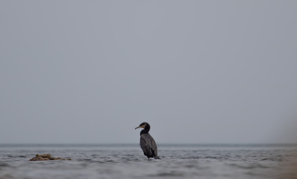 shallow focus photo of gray bird