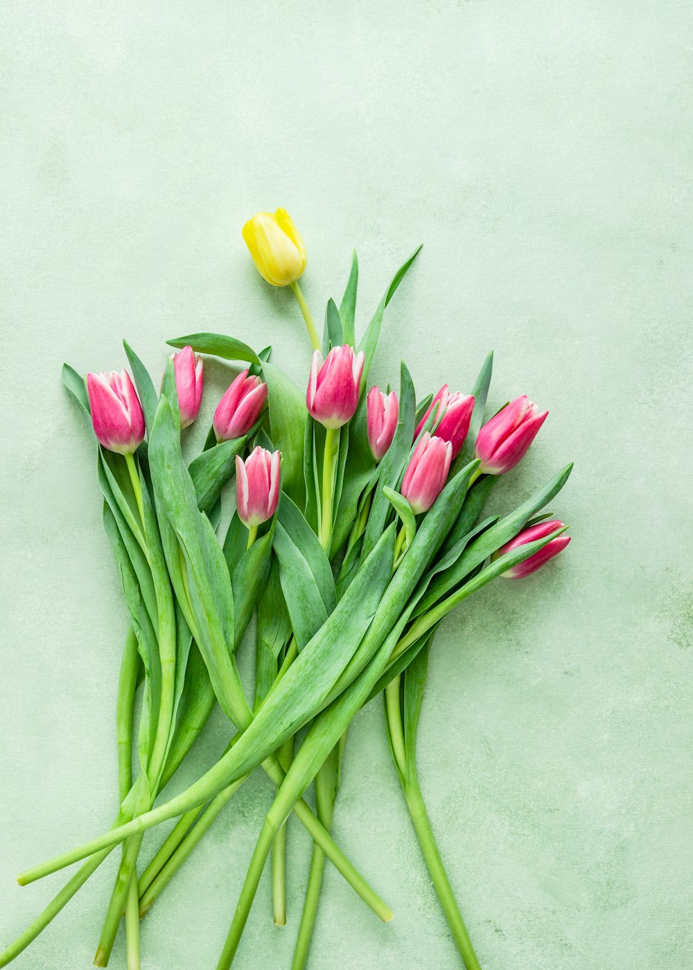 red and yellow tulips on white surface