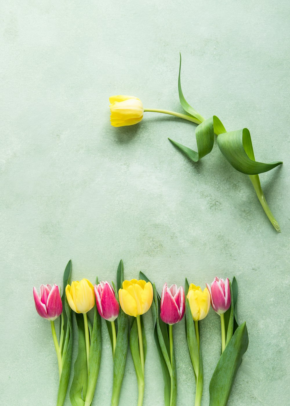 pink and yellow tulip flowers on teal surface