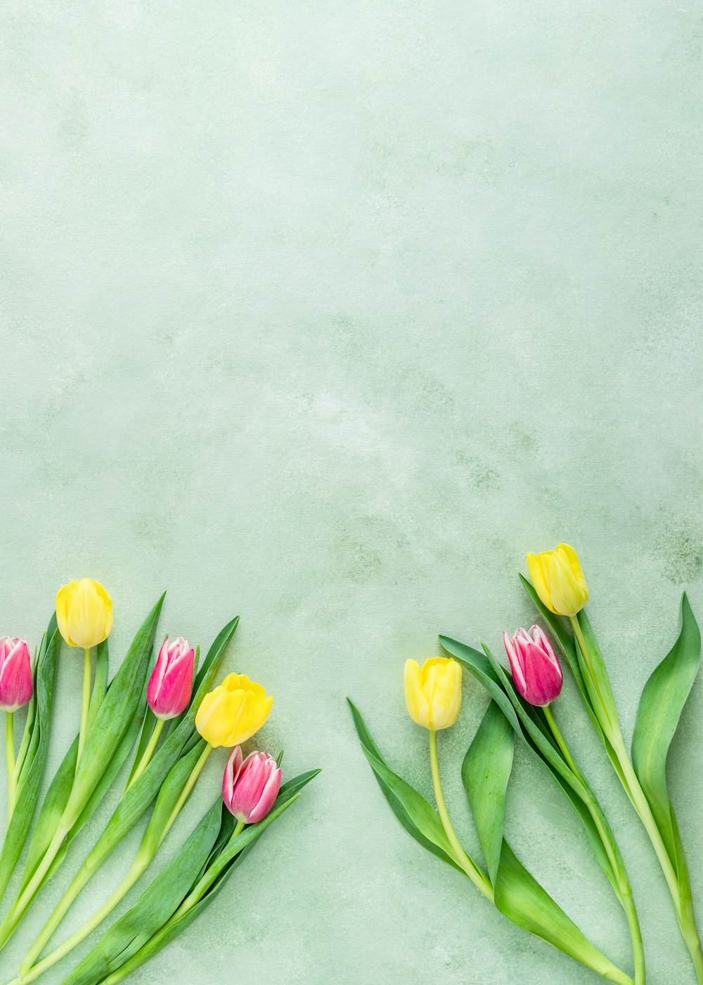 pink and yellow tulips flowers on gray surface