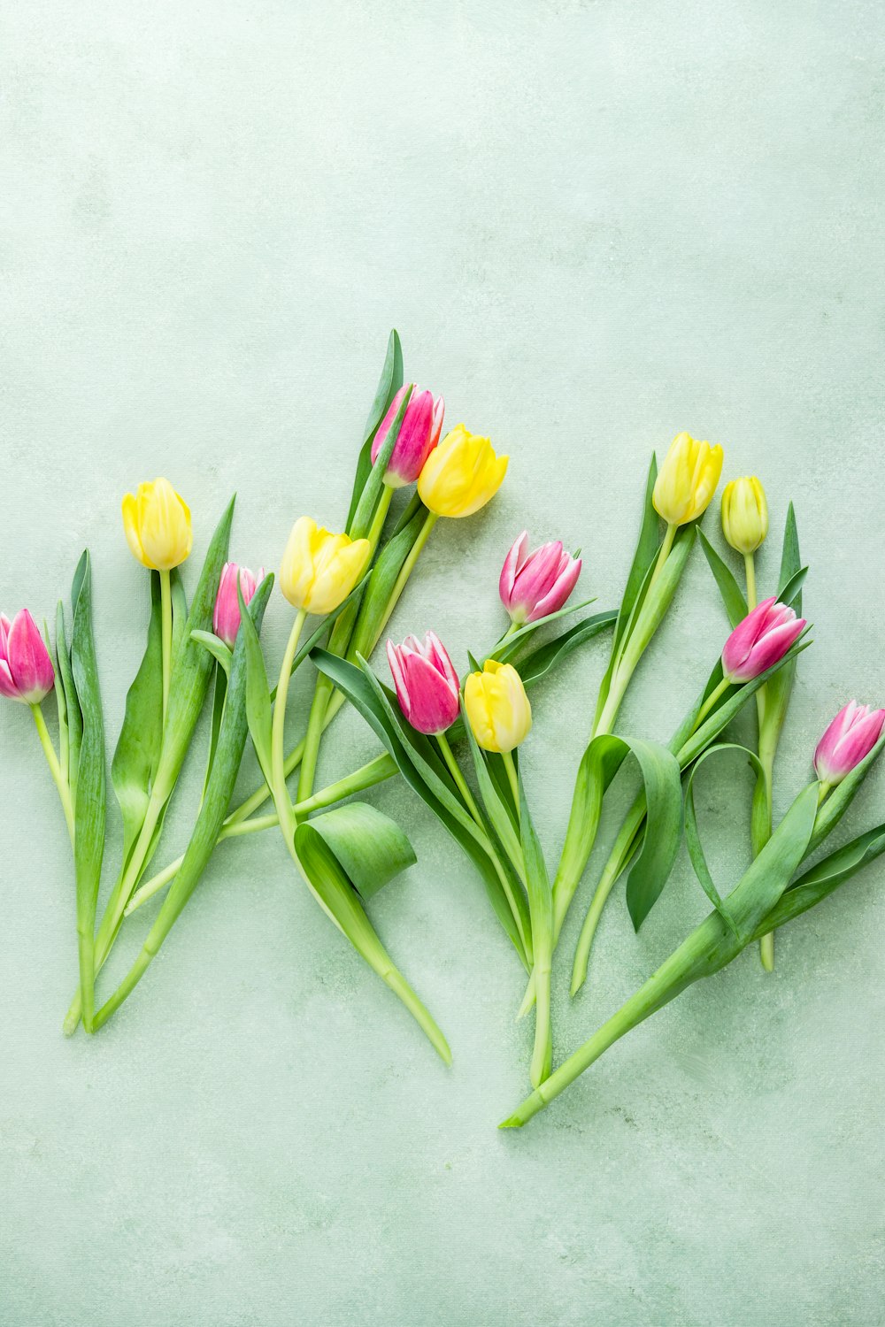 pink and yellow tulips