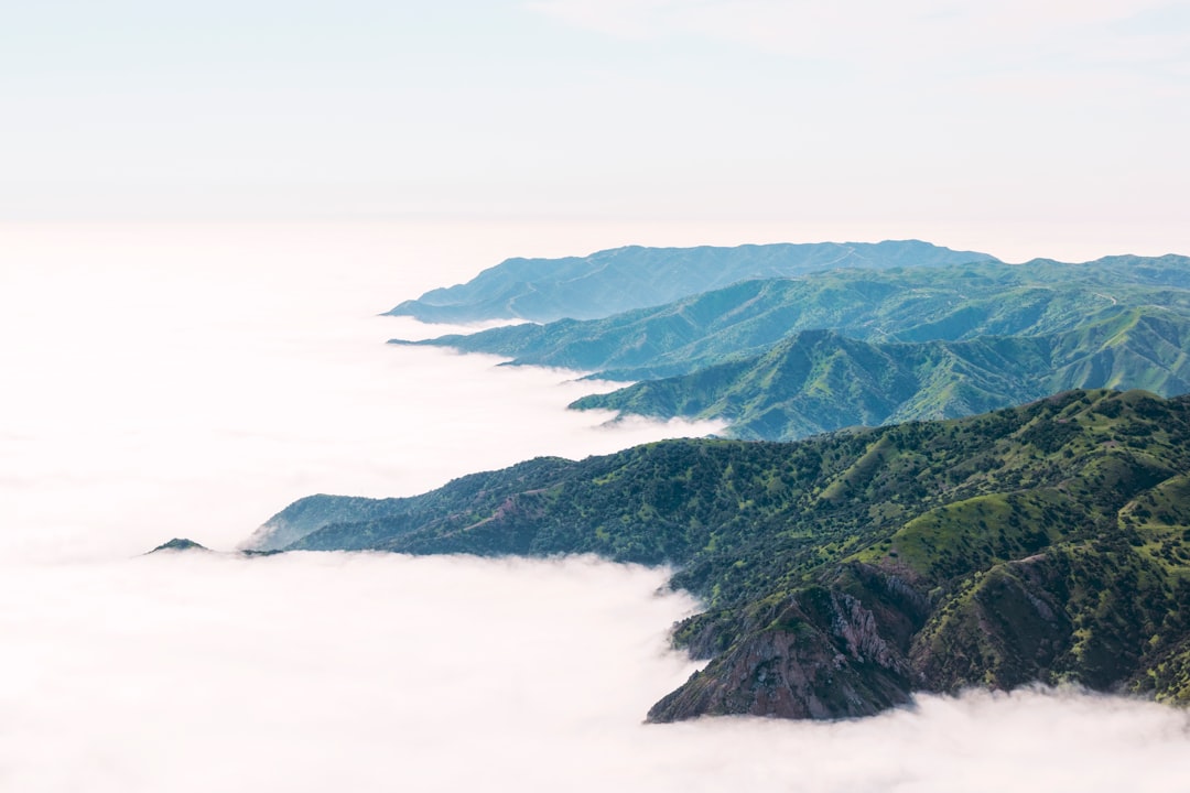 mountain with tress