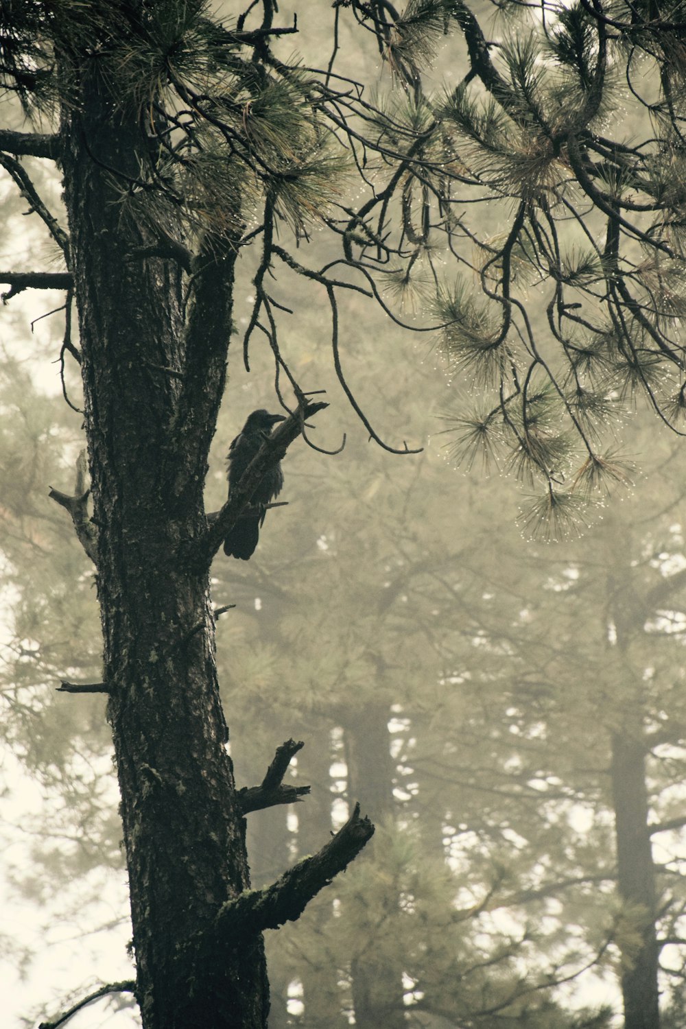 pine trees surrounded by fogs