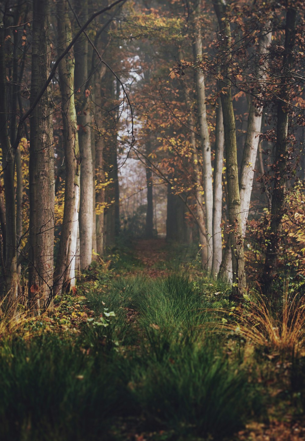 pathway between brown trees during daytime