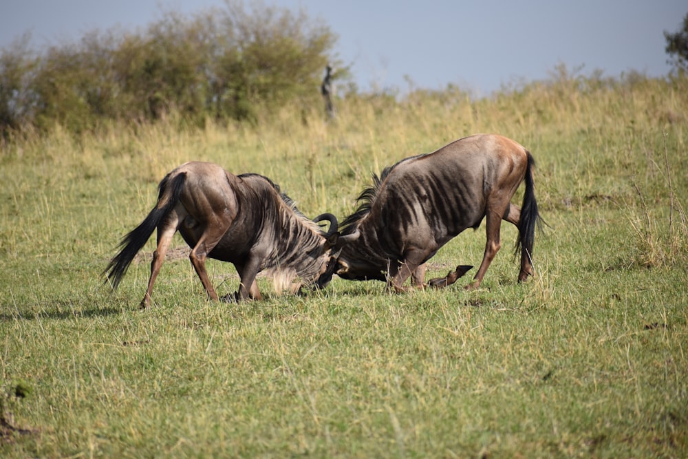 dois animais cinzentos no campo de grama verde durante o dia