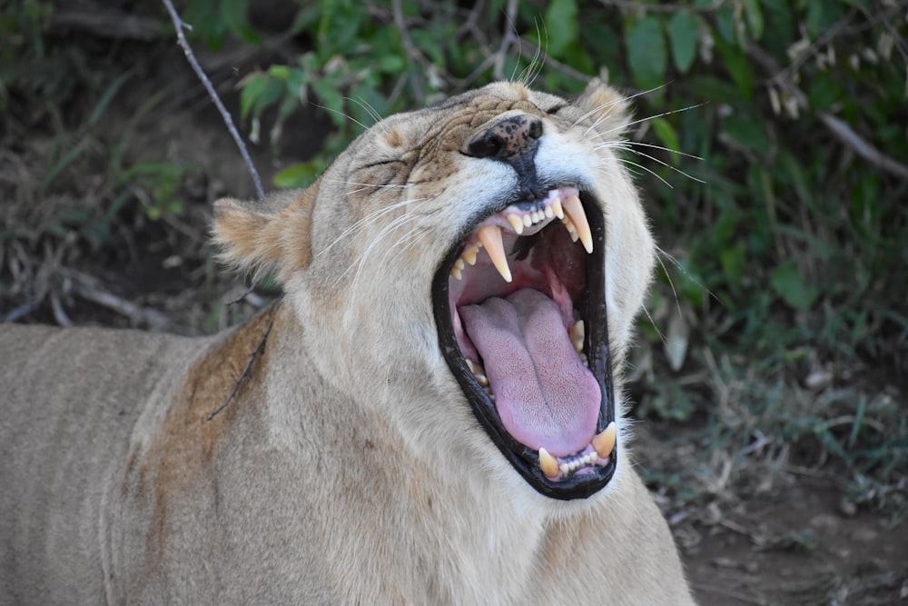 opened mouth Tiger during daytime