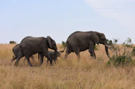 A family of elephants walking through golden savannah grass under a warm sunset glow.