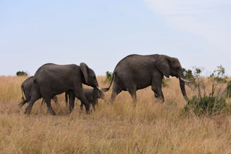A towering elephant family crossing a dusty savannah trail.