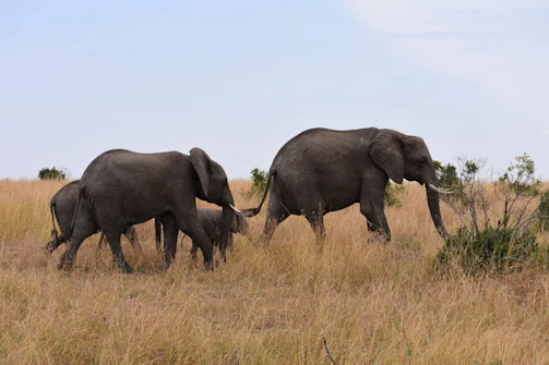 A towering elephant family crossing a dusty savannah trail.