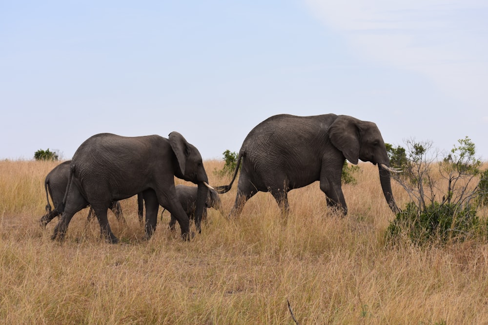 family of elephant on safari
