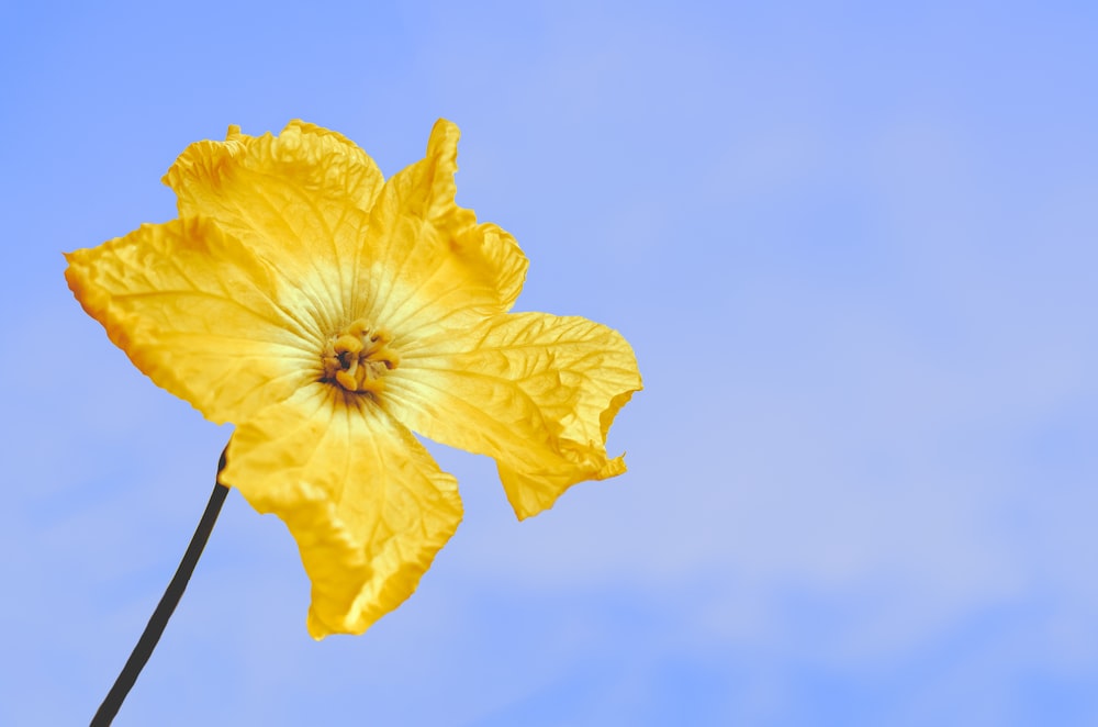 shallow focus photo of yellow flower