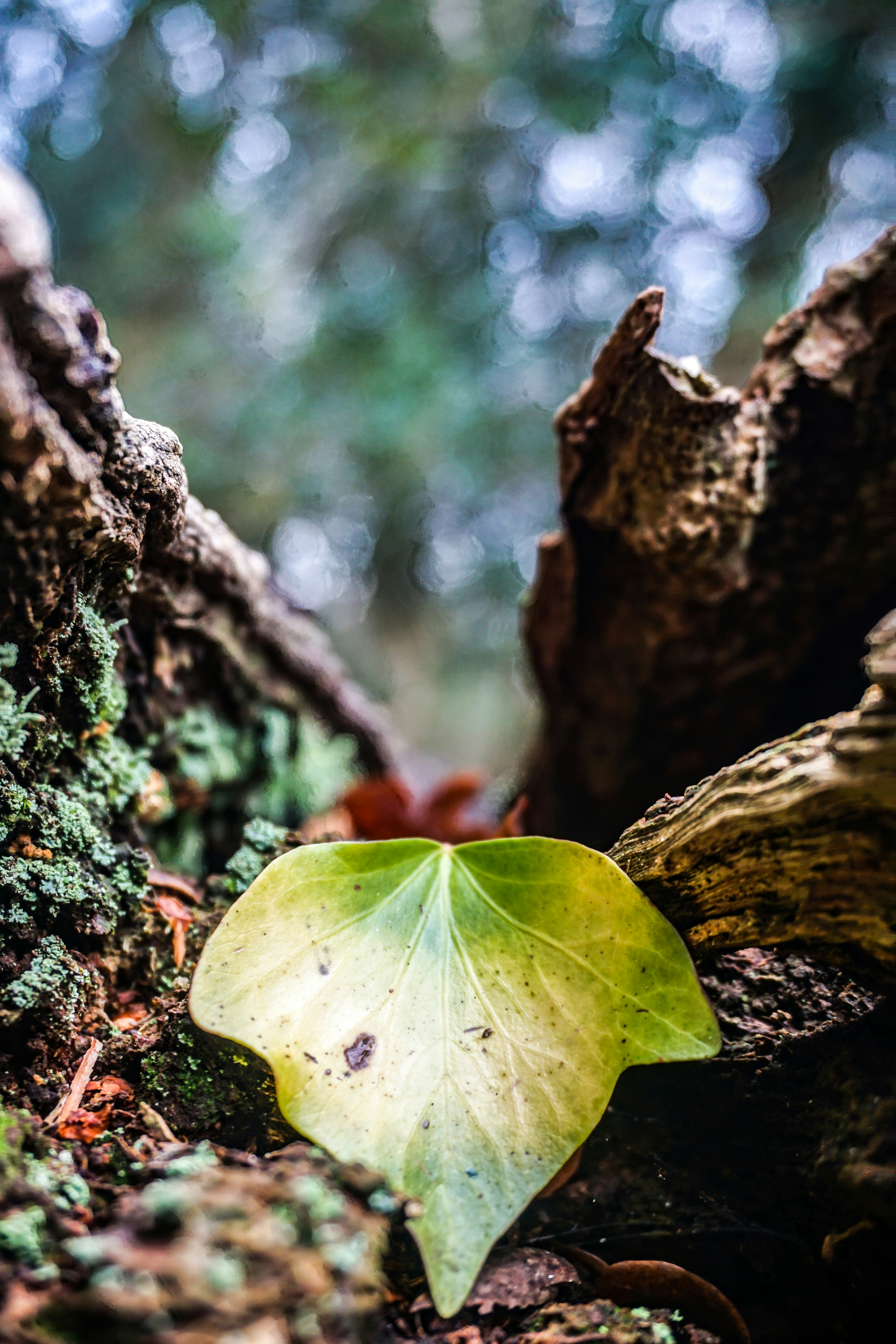 Photo by liamcharmer