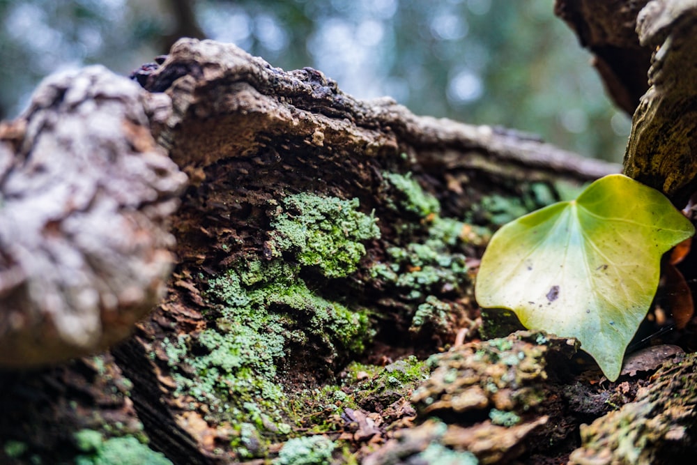 green-leafed plant on brown tree trunk