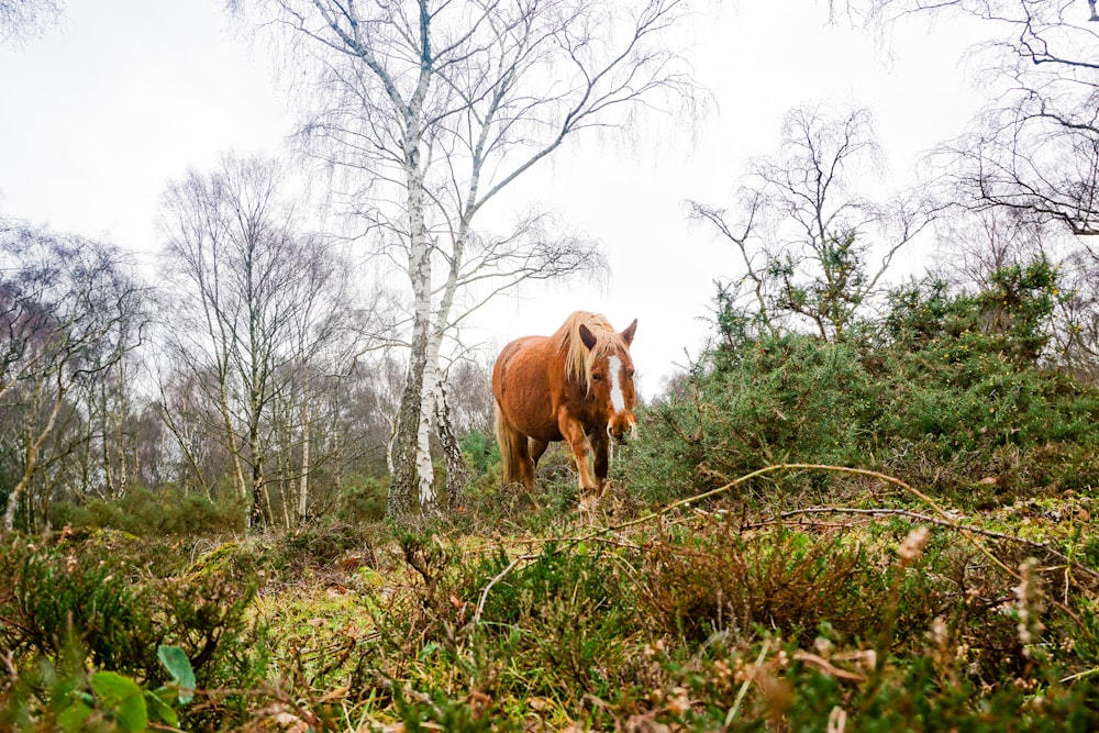 cheval brun