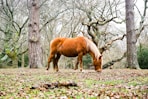 brown horse eating on ground near trees