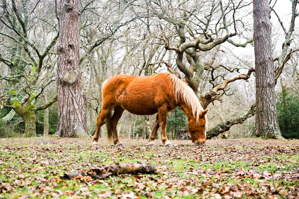 Braunes Pferd, das auf dem Boden in der Nähe von Bäumen frisst